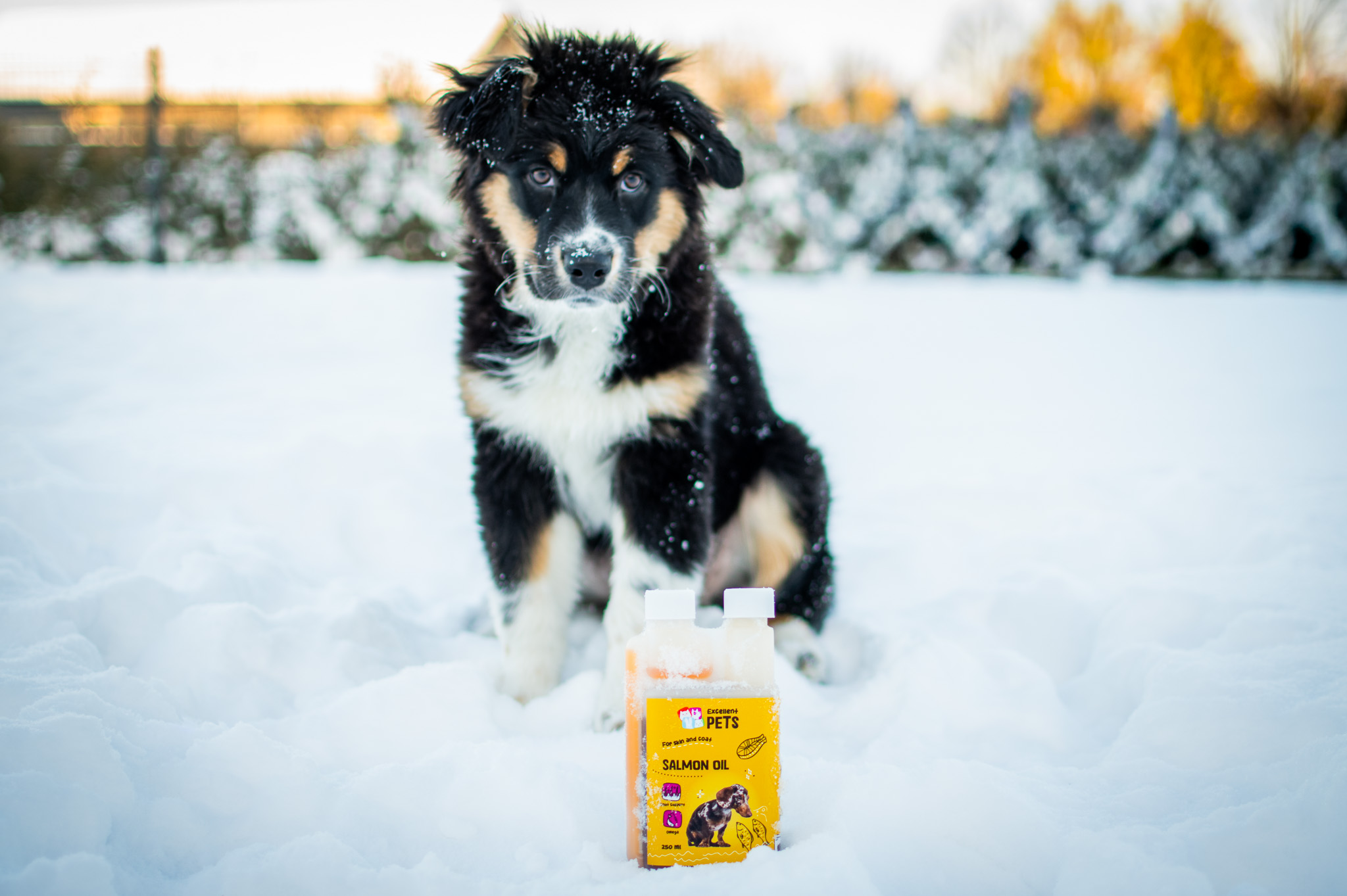 Miks on lõheõli talvisel ajal kassidele ja koertele eriti oluline?
